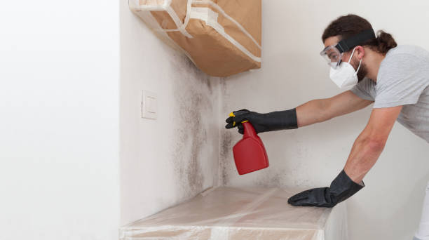 Basement Mold Remediation treatment on basement walls in Abington