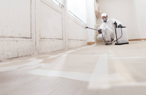 Black mold remediation team in Abington